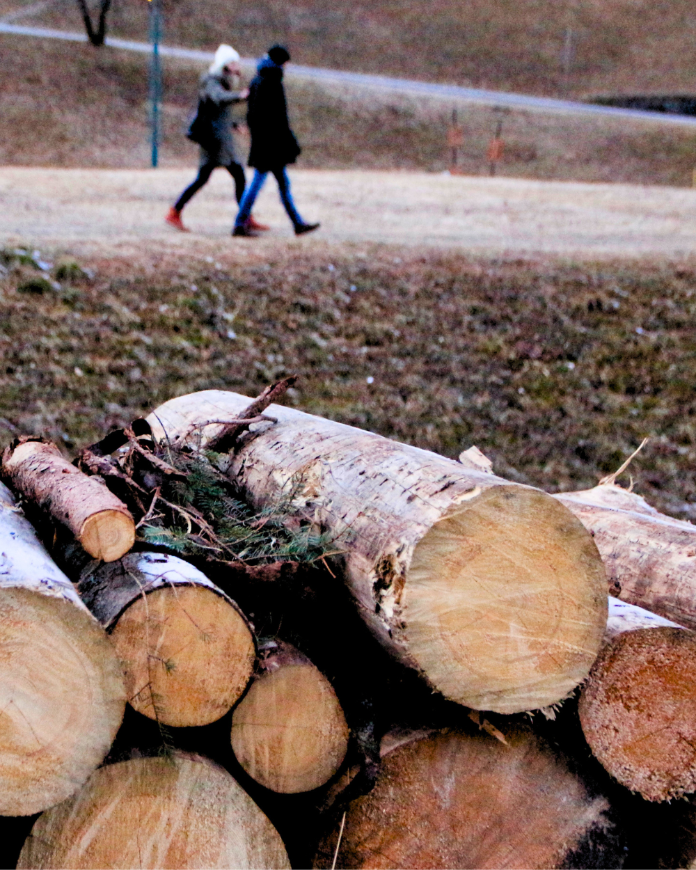 Gestapelte, frisch geschnittene Holzstämme am Wiesenrand, im unscharfen Hintergrund gehen zwei Menschen spazieren