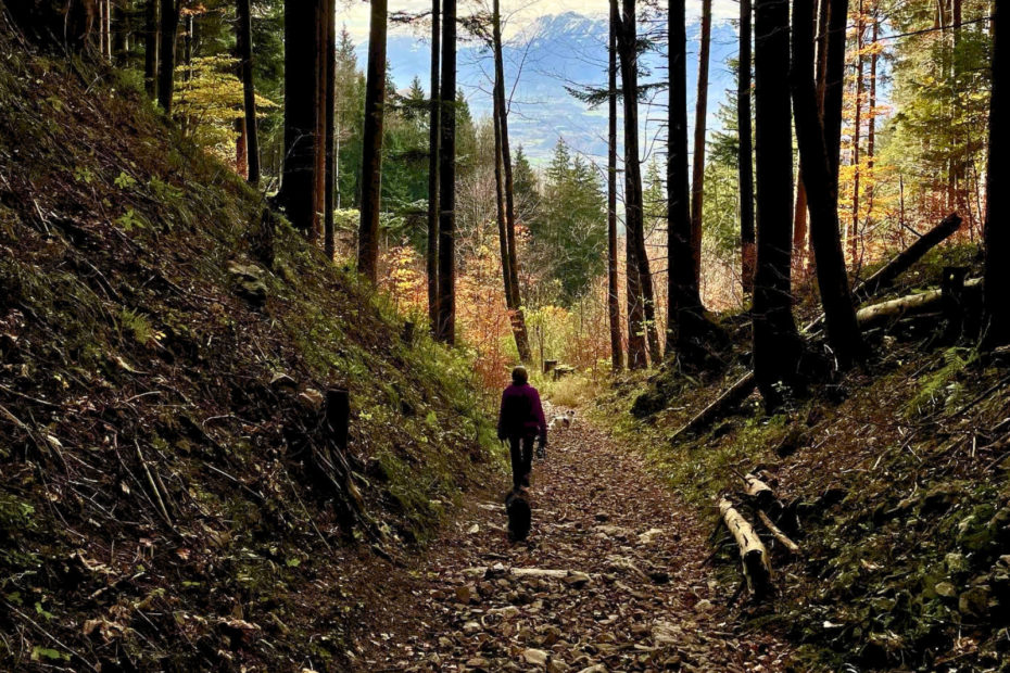 Person mit Hund auf einem Waldweg im Herbst, zwischen hohen Bäumen öffnet sich der Blick auf verschneite Berge